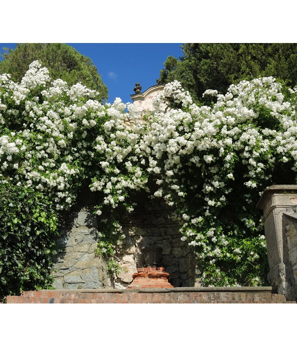 Kletterrose 'Uetersener Klosterrose®' 2 Kletterrose 'Uetersener Klosterrose®' – Bild 2