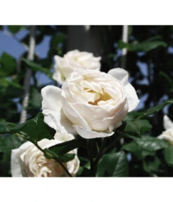 Kletterrose 'Uetersener Klosterrose®' 5 Kletterrose 'Uetersener Klosterrose®' -Gardena Verkäufe 7803240 WE MO 002 KletterroseUetersenerKlosterrose Pixabay