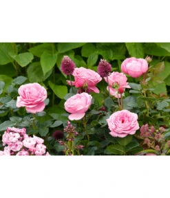 Edelrose 'Desirée®' -Gardena Verkäufe 7803810 PR MO 001 EdelroseDesiree4LRosenTantau