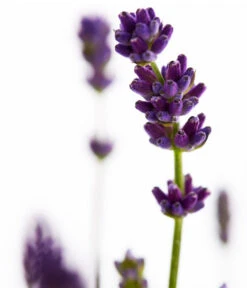 Duft-Lavendel 'Felice', 4er-Set -Gardena Verkäufe 7805773 WE DE 001 Lavendel