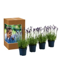 Duft-Lavendel 'Felice', 4er-Set -Gardena Verkäufe 7805773 WE FS 002 LavendelpaketDuftLavendelAngustifoliaFeliceLavandula4Pflanzen