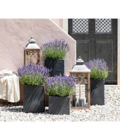 Duft-Lavendel 'Felice', 4er-Set -Gardena Verkäufe 7805773 WE MO 001 Lavendel 1