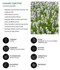 Lavendel-Set Lavendel-Vielfalt, 4-teilig -Gardena Verkäufe 7805781 WE IG 001 LavendelLightPinkAngustifoliaLightPinkLuckner