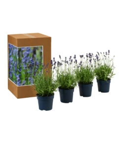 Dehners Bienen-Lavendel, 4er-Set -Gardena Verkäufe 7805799 WE FS 002 LavendelpaketBieneBienenlavendelLavandula4PflanzenT12