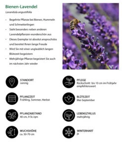 Lavendel-Set Lavendel-Vielfalt, 4-teilig -Gardena Verkäufe 7805799 WE IG 001 BienenLavendel