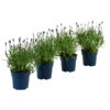 Schmetterlings-Lavendel 'Royal Blue', 4er-Set