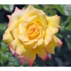 Edelrose 'Gloria Dei®'