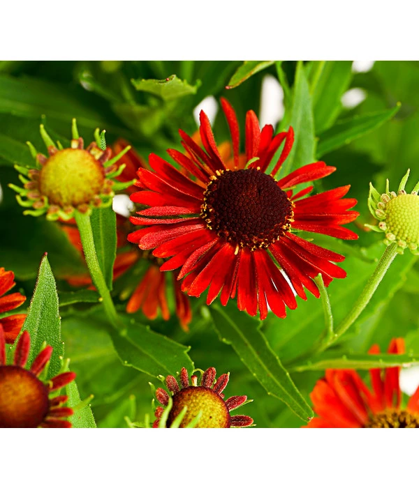 Sonnenbraut, Rot 1 Sonnenbraut, Rot