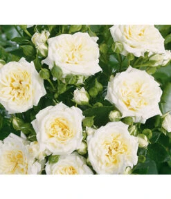 Zwergrose 'Honeymilk®', Stämmchen