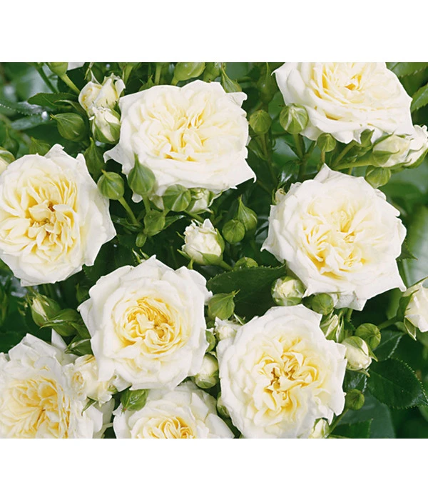 Zwergrose 'Honeymilk®', Stämmchen 1 Zwergrose 'Honeymilk®', Stämmchen