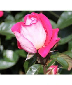 Beetrose 'Heimatmelodie®'