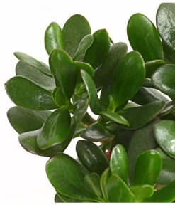 Geldbaum - Crassula Ovata 5 Geldbaum - Crassula Ovata -Gardena Verkäufe 7976277 WE DE 001 GeldbaumCrassulaPortulaceaT12DehnerExpressHerzig