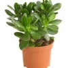 Geldbaum - Crassula Ovata