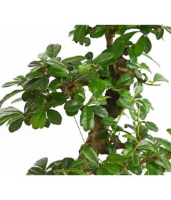 Bonsai Fukientee - Carmona Microphylla, 10 Jahre -Gardena Verkäufe 7977002 WE DE 001 BonsaiFukienteeCarmonaMicrophylla10JahreDehnerExpressHerzig2