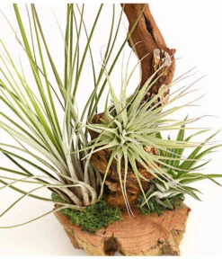 Tillandsien-Arrangement Auf Wurzelbaum - Tillandsia Hybride, 3-teilig -Gardena Verkäufe 7977648 WE DE 001 TillandsienAufWurzelbaum3PflanzenDehnerExpressHerzig