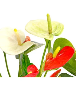 Flamingoblumen-Duo - Anthurium Andreanum -Gardena Verkäufe 7978026 PR DE 001 AnthuriumAndreanumFlamingoblumeTwinT14DehnerExpressHerzig