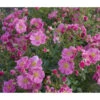 Bodendeckerrose 'Bienenweide®', Rosa
