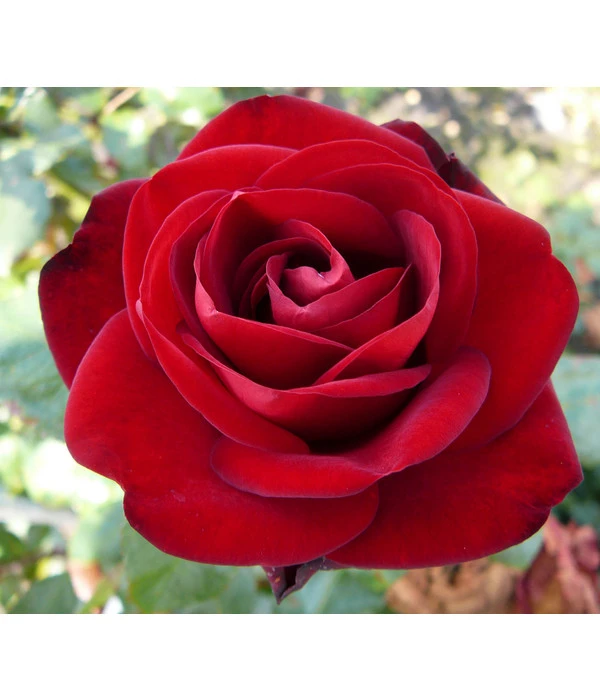 Edelrose 'Marlene®' 1 Edelrose 'Marlene®'