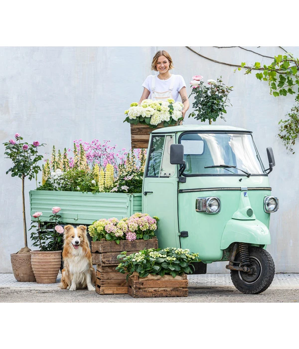 Hortensie - Hydrangea Macrophylla 7 Hortensie - Hydrangea Macrophylla – Bild 7