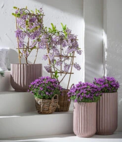 Schopf-Lavendel -Gardena Verkäufe 8017014 7544026 WE MO 001 WisteriaBlauLavendel