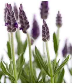 Schopf-Lavendel -Gardena Verkäufe 8017014 WE DE 001 LavendelSchopflavendelLavandulaStoechasT13DehnerExpressZS