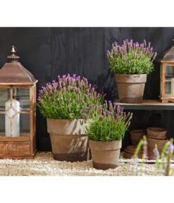 Schopf-Lavendel -Gardena Verkäufe 8017014 WE MO 001 Schopflavendel