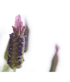 Schopf-Lavendel -Gardena Verkäufe 8017089 PR DE 001 LavendelStoechasLavandulaStoechasT18DehnerExpressHerzig