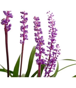 Glöckchentraube -Gardena Verkäufe 8018277 WE DE 001 LiriopeMuscariT17DehnerExpressHerzig