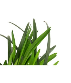 Glöckchentraube -Gardena Verkäufe 8018350 WE DE 001 GloeckchentraubeWeissT17