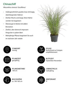 Chinaschilf 'Gracillimus' -Gardena Verkäufe 8020455 WE IG 001 Chinaschilf