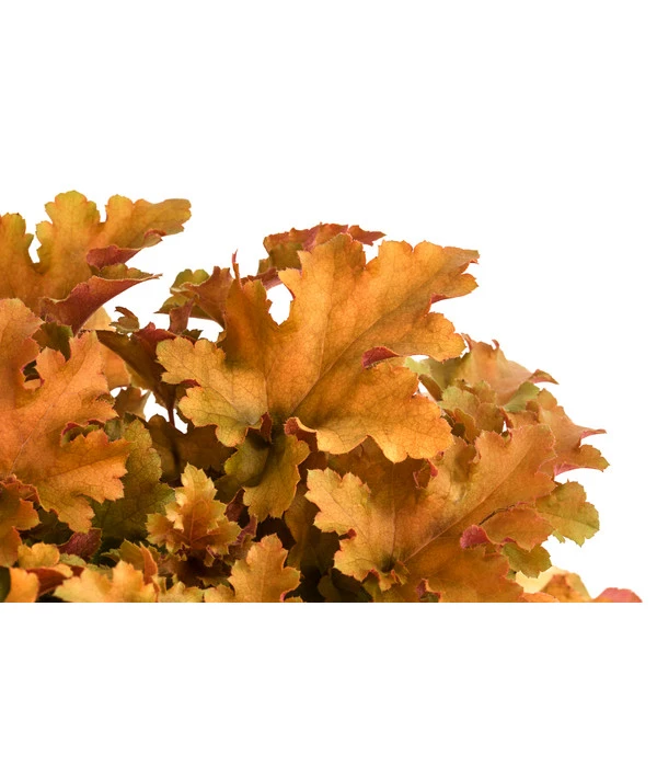 Purpurglöckchen 'Marmalada' 2 Purpurglöckchen 'Marmalada' – Bild 2