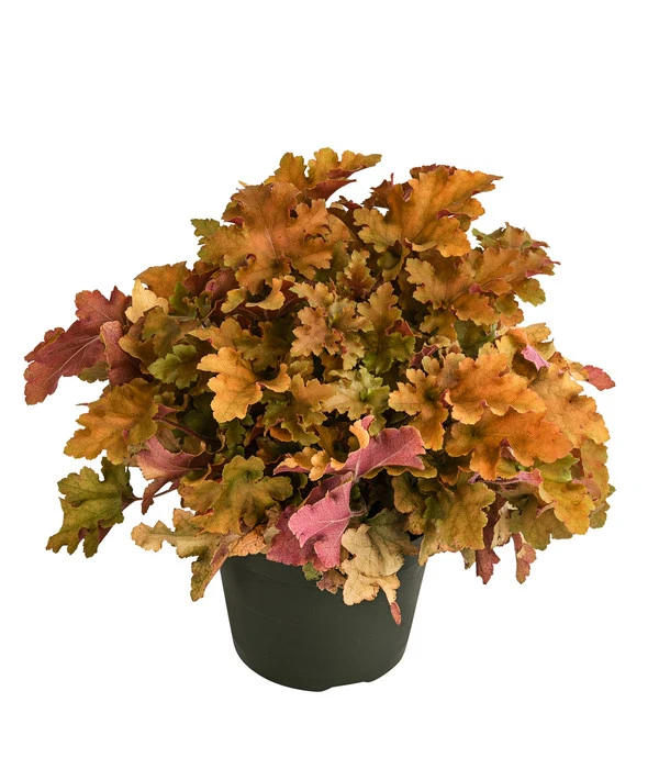 Purpurglöckchen 'Marmalada' 1 Purpurglöckchen 'Marmalada'