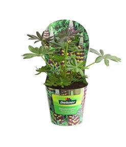 Lupine, Verschiedene Farben -Gardena Verkäufe 8029027 PR FS 002 LupineWestcountryPotcoverT19DehnerExpressHerzig