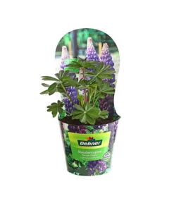 Lupine, Verschiedene Farben -Gardena Verkäufe 8029027 PR FS 004 LupineWestcountryPotcoverT19DehnerExpressHerzig