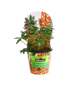 Lupine, Verschiedene Farben -Gardena Verkäufe 8029027 PR FS 005 LupineWestcountryPotcoverT19DehnerExpressHerzig