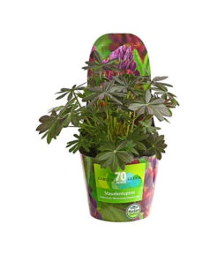 Lupine, Verschiedene Farben -Gardena Verkäufe 8029027 PR FS 006 LupineWestcountryPotcoverT19DehnerExpressHerzig