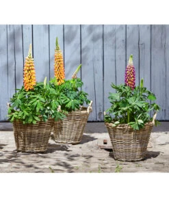 Lupine, Verschiedene Farben