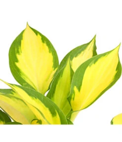 Funkie 'Forbidden Fruit' -Gardena Verkäufe 8029191 PR DE 001 HostaFunkieOrangeMarmaladeDehnerExpressHerzig