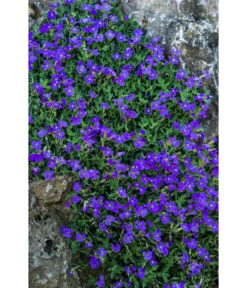 Blaukissen -Gardena Verkäufe 8030793 WE DE 001 AubrietaBlaukissenLucknerMai2015