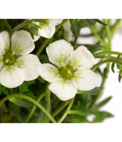 Moos-Steinbrech, Verschiedene Sorten -Gardena Verkäufe 8036394 WE DE 001 SaxifragaInSortenSteinbrechT10