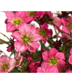 Moos-Steinbrech, Verschiedene Sorten -Gardena Verkäufe 8036394 WE DE 002 SaxifragaInSortenSteinbrechT10