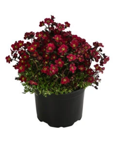 Moos-Steinbrech, Verschiedene Sorten -Gardena Verkäufe 8036394 WE FS 003 SaxifragaInSortenSteinbrechT10