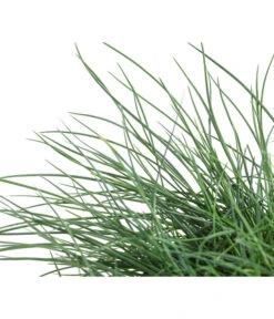 Blauschwingel 'Cool As Ice' 5 Blauschwingel 'Cool As Ice' -Gardena Verkäufe 8042558 WE DE 001 FestucaCinereaCoolAsIceBlauschwingelT14