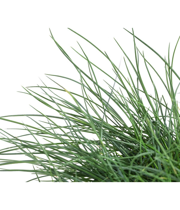 Blauschwingel 'Cool As Ice' 3 Blauschwingel 'Cool As Ice' – Bild 3