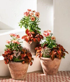 Moos-Steinbrech, Verschiedene Sorten -Gardena Verkäufe 8048357 8036394 WE MO 001 RanunculusRococoT19SaxifragaT10 5