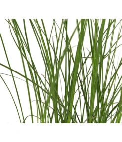 Chinaschilf 'Gracillimus' -Gardena Verkäufe 8049066 WE DE 005 MiscanthusSinensisCracillimusChinaschilfT14