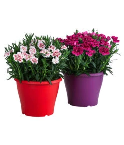 Garten-Nelke, Zweifarbig, Verschiedene Sorten -Gardena Verkäufe 8050643 WE FS 001 NelkeDianthusInSortenT19