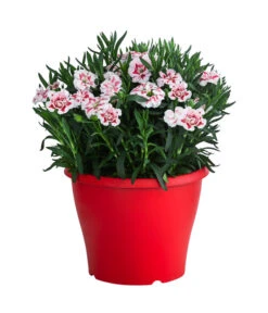 Garten-Nelke, Zweifarbig, Verschiedene Sorten -Gardena Verkäufe 8050643 WE FS 002 NelkeDianthusInSortenT19