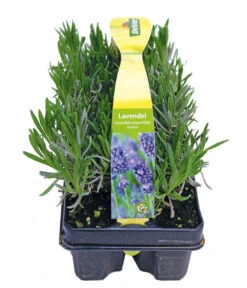 Duftlavendel, 6er-Schale -Gardena Verkäufe 8072605 PR FS 001 Lavandula6erPackAllgreen