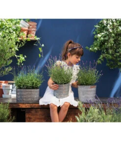 Duftlavendel, 6er-Schale -Gardena Verkäufe 8092108 WE MO 03 LavendelT13 GC14 2020 02